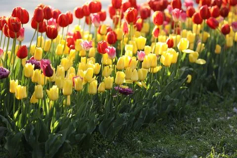 Spring field with pattern of beautiful tenderness color tulips Stock Photos