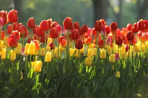 Spring field with pattern of beautiful tenderness color tulips Foto stock