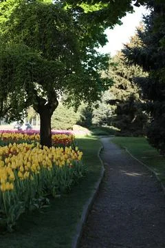 Spring field with pattern of beautiful tenderness color tulips Stock Photos
