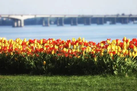 Spring field with pattern of beautiful tenderness color tulips Stock Photos