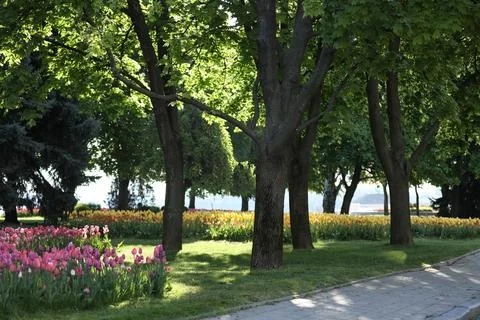 Spring field with pattern of beautiful tenderness color tulips Stock Photos