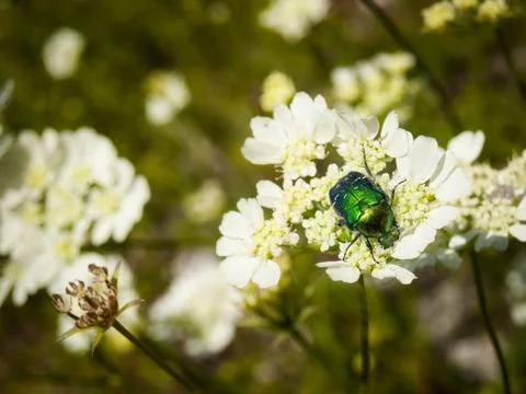 Spring field Foto stock