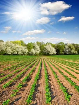 Spring field Stock Photos
