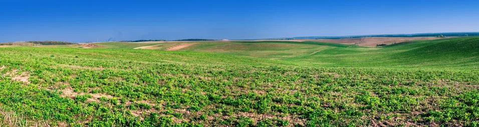 Spring field 스톡 사진