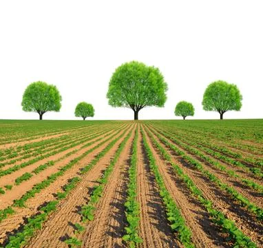 Spring field Stock Photos