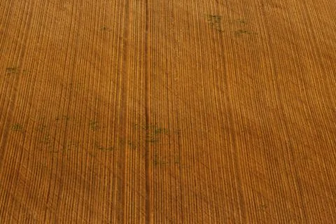 Spring field Stock Photos