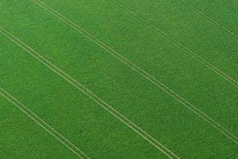 Spring field Stock Photos
