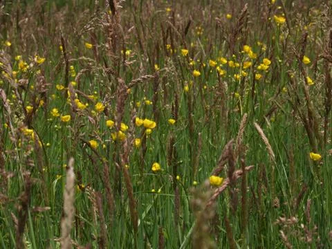 Spring field 写真素材