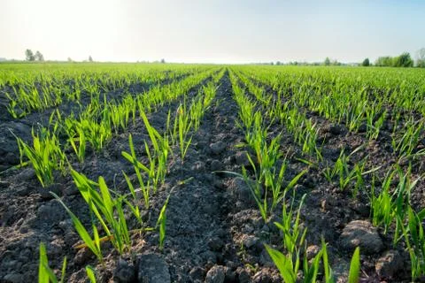 Spring field Stock Photos