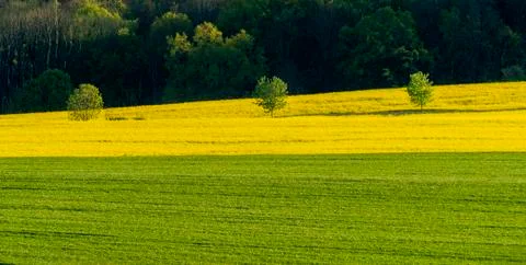 Spring field Stock Photos