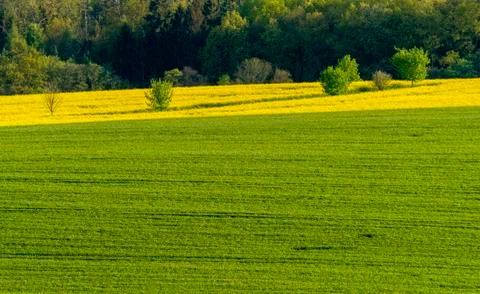 Spring field Stock Photos