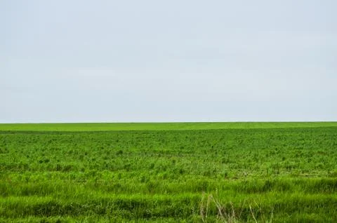Spring field Stock Photos