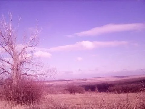 Spring field Stock Photos