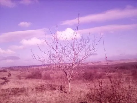 Spring field Stock Photos