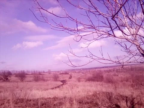 Spring field Stock Photos