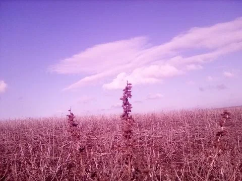 Spring field Stock Photos