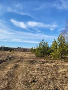 Spring Field with Pine Trees and Clouds Stock Photos