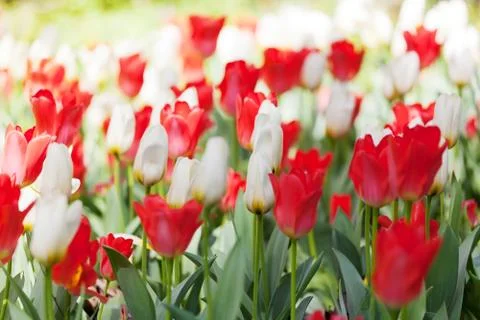 Spring field with red and white tulips Fotos Stock