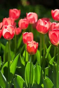 Spring field with red tulips Fotos Stock