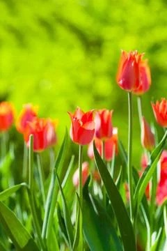 Spring field with red tulips Fotos Stock