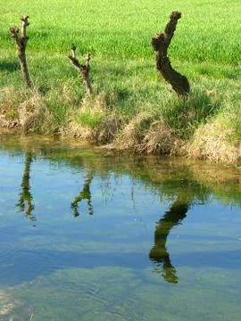 Spring field reflections Stock-Fotos