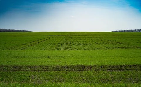 Spring. field before sowing wheat Stock Photos