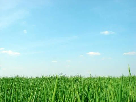 Spring field spring atmosphere, nice also as a desktop wallpaper Copyright... Stock Photos