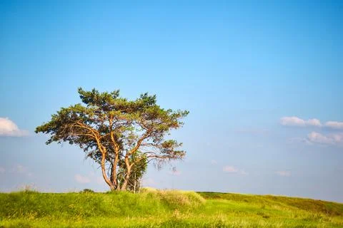 Spring field with trees Foto stock