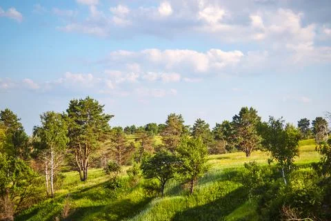 Spring field with trees Stock-Fotos