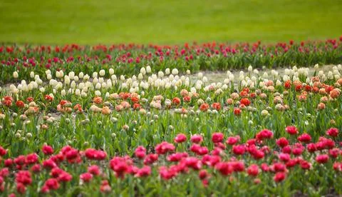 Spring field of tulips Foto stock