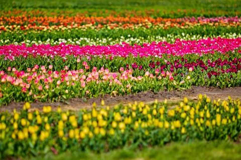 Spring field of tulips Stock Photos