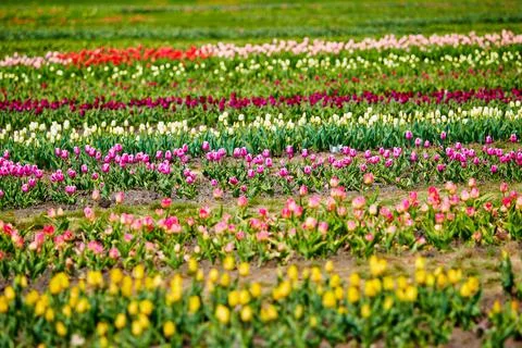 Spring field of tulips Foto stock