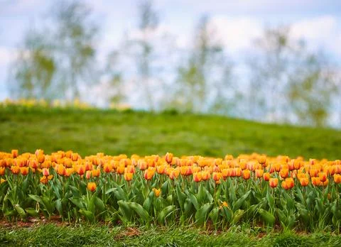 Spring field of tulips Foto stock