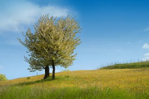 Spring field wiht the tree Stock Photos