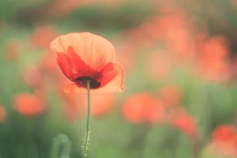 Spring field with wild poppies Foto stock