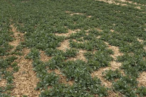 Spring field with winter rape plants. Agriculture, cultivating. Stock Photos