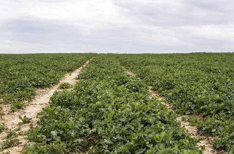 Spring field with winter rape plants. Agriculture, cultivating. Stock Photos