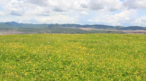 Spring field of yellow flowers time lapse 库存影片 39669129