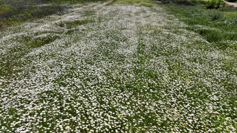 Spring fields aerial. Stock Footage 309938149