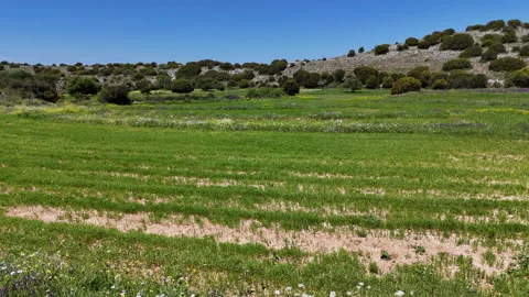 Spring fields aerial. Stock Footage 309939219