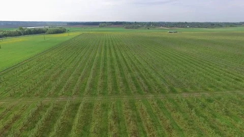 Spring fields and gardens Stock Footage 102051171