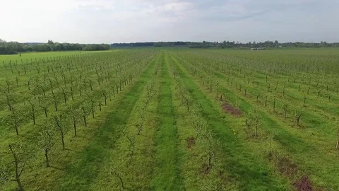 Spring fields and gardens Stock Footage 102051307