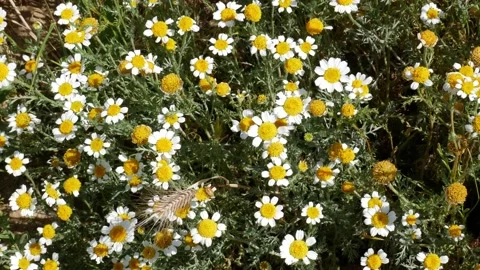 In spring the fields are full of wild daisies Stock Footage 154556393