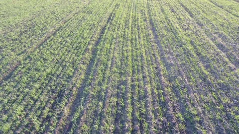 Spring Fields Flying Low Stock Footage 109246342