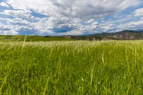 Spring in the fields of Gobustan Stock Photos