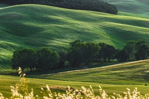 Spring fields on hills and sunset Stock Photos