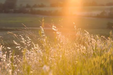 Spring fields on hills and sunset Stock Photos