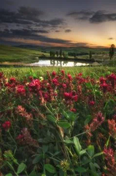 Spring fields on hills and sunset Stock Photos