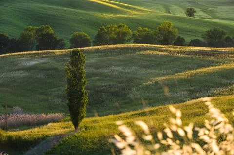 Spring fields on hills and sunset Stock Photos