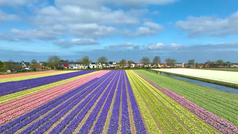 Spring fields in Holland, hyacinths in bloom in the Netherlands, drone view of Stock Footage 310831666